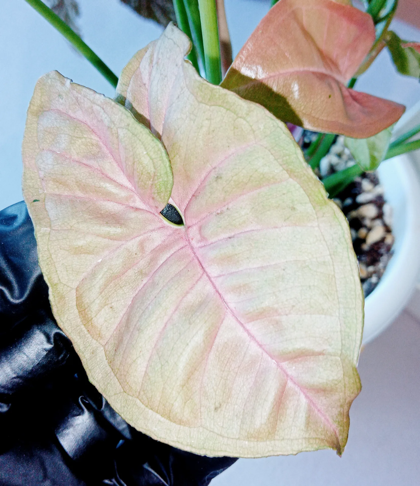 Фото 6